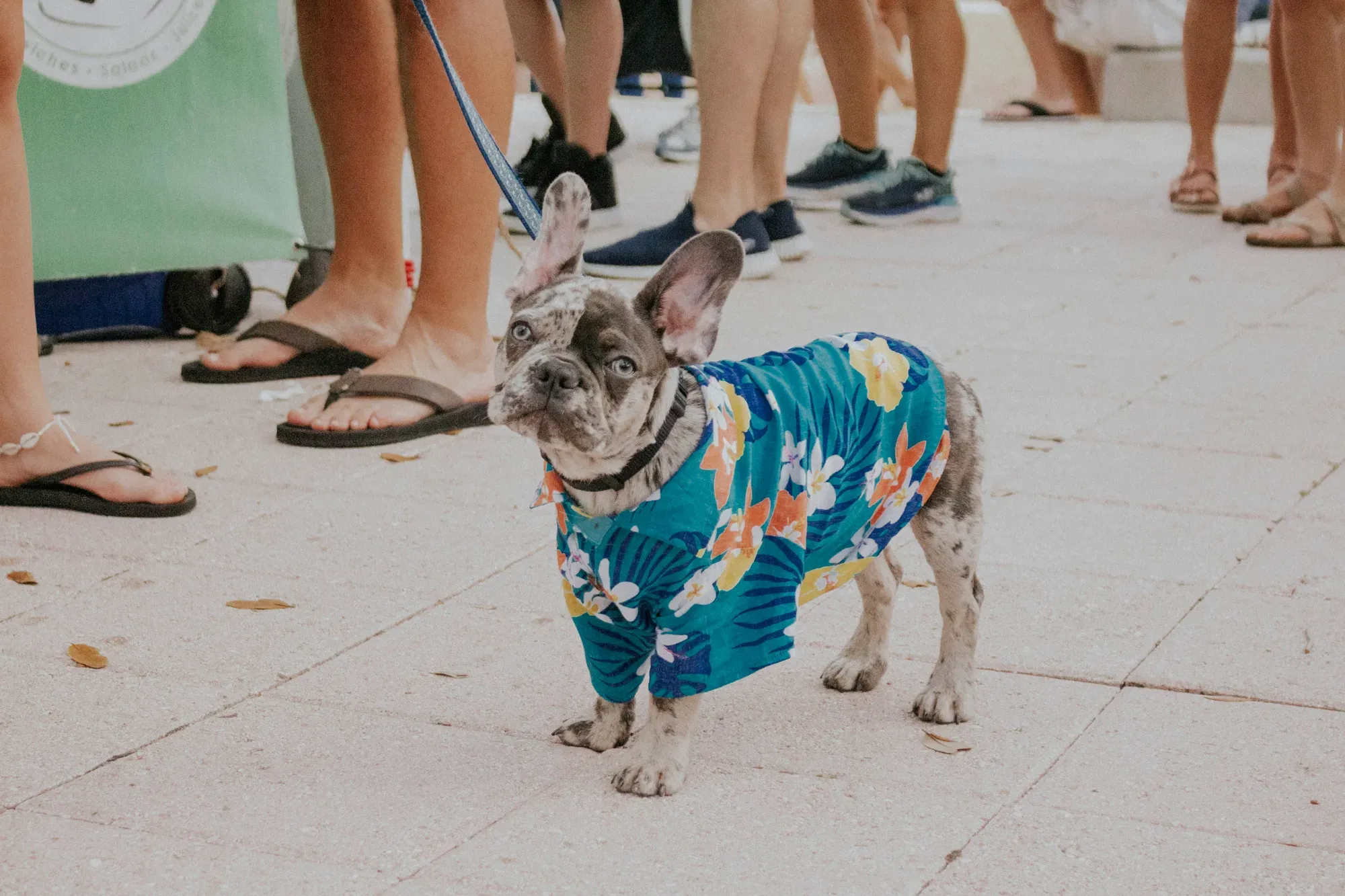 A small French Bulldog wearing a colorful blue floral shirt on a leash.